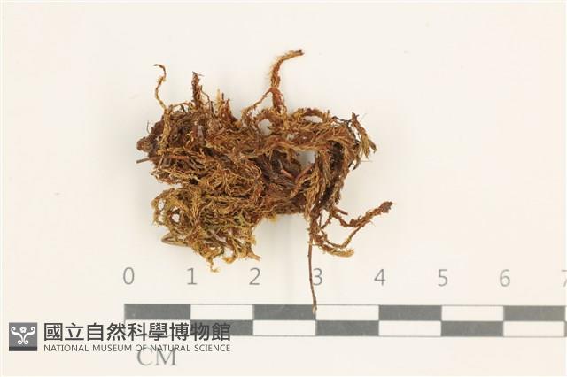 登錄號:B00013717藏品圖，第1張