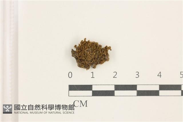 印度扭口蘚藏品圖，第1張