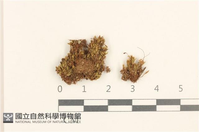 黃色真蘚藏品圖，第1張