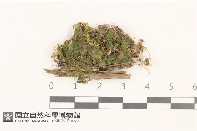 壺苞苔藏品圖，第1張
