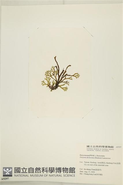 網目藻藏品圖，第3張