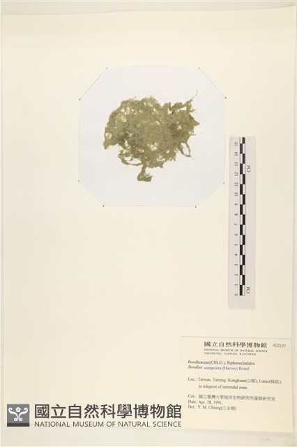 布氏藻藏品圖，第3張