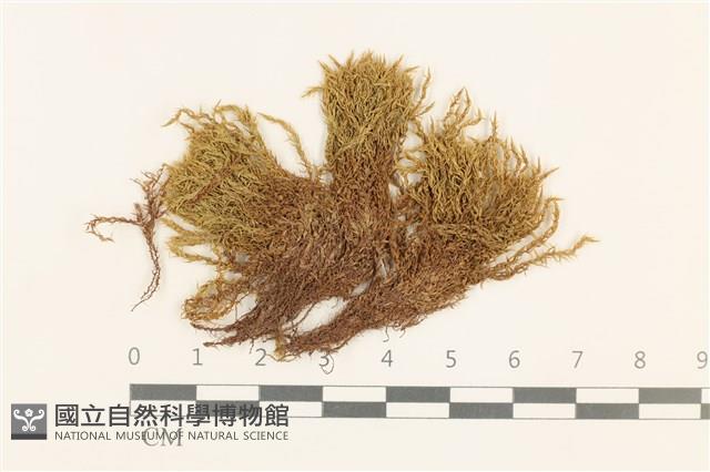 高山真蘚藏品圖，第1張