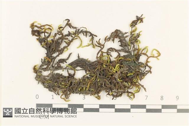 登錄號:B00007197藏品圖，第1張