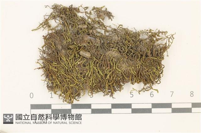 登錄號:B00014597藏品圖，第1張