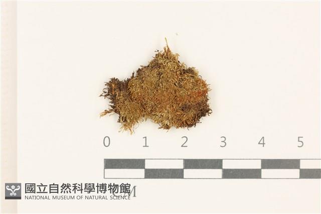 大萼苔藏品圖，第1張