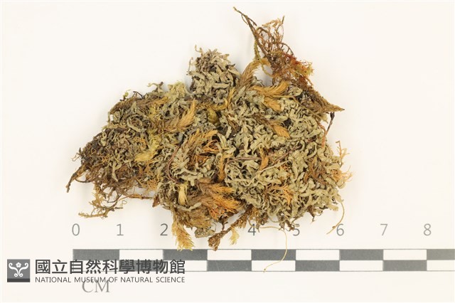 毛擬叉苔藏品圖，第1張