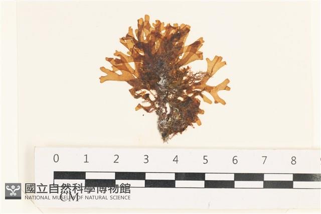 登錄號:A00002497藏品圖，第1張
