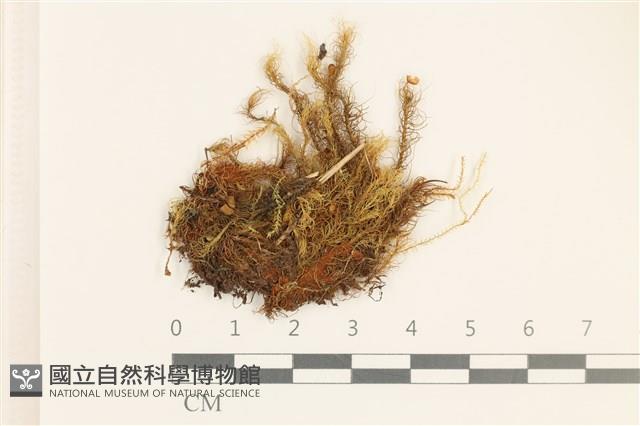 登錄號:B00006497藏品圖，第1張