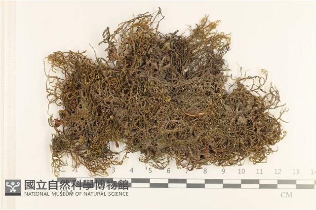 登錄號:B00005497藏品圖，第1張