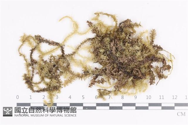 登錄號:B00021497藏品圖，第1張
