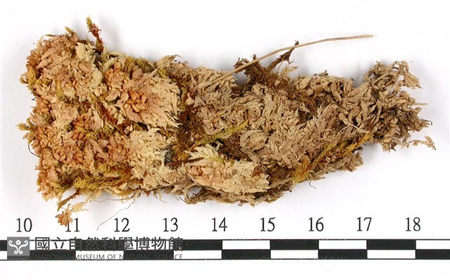 覆葉泥炭蘚, 毛壁泥炭蘚藏品圖，第1張