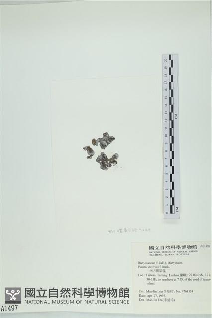 南方團扇藻藏品圖，第3張