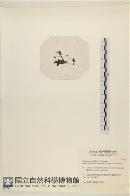 盾葉蕨藻藏品圖，第3張