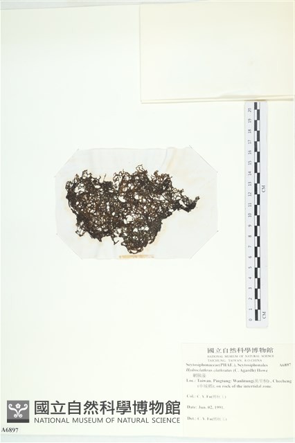 網胰藻藏品圖，第3張