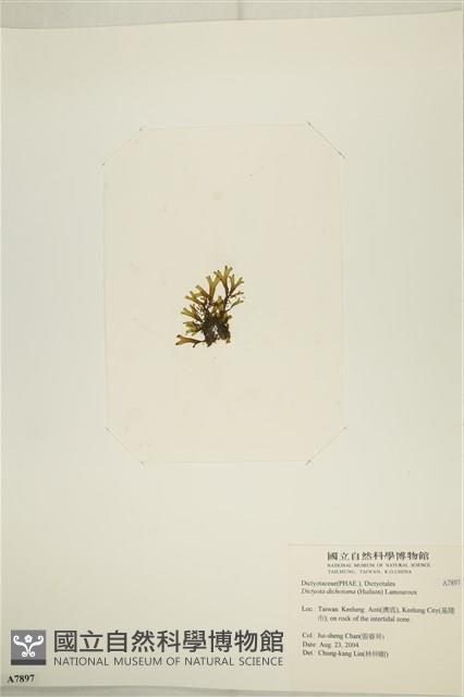 網目藻藏品圖，第3張