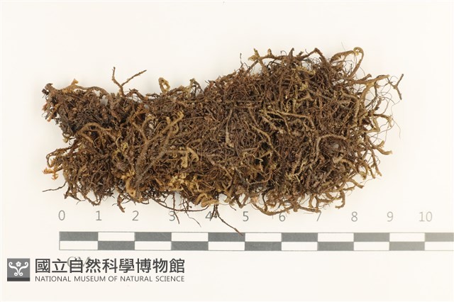 厚角鞭苔藏品圖，第1張