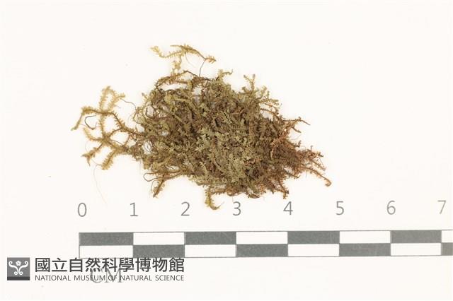鞭苔,三裂鞭苔藏品圖，第1張