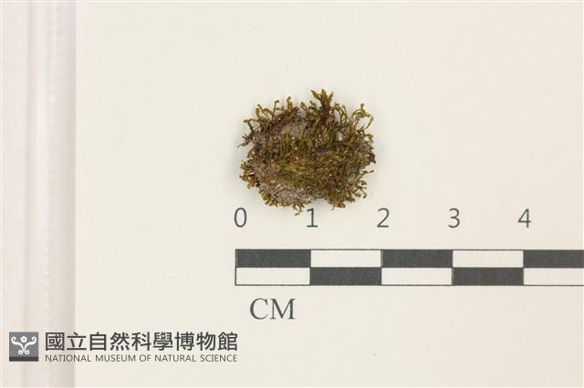 印度扭口蘚藏品圖，第1張