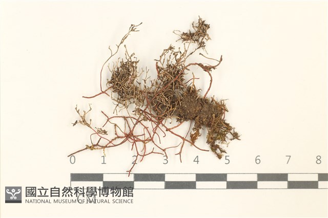 脆枝曲柄蘚藏品圖，第1張