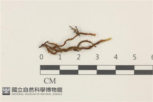 登錄號:B00017397藏品圖，第1張