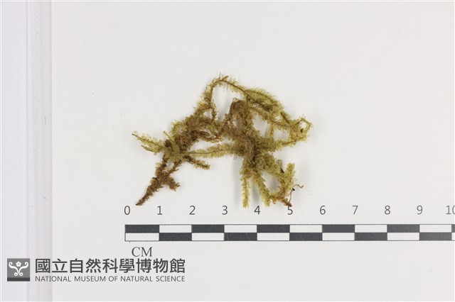 登錄號:B00011397藏品圖，第1張