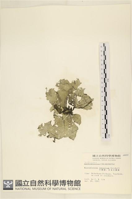 小網藻, 日本小網藻藏品圖，第1張