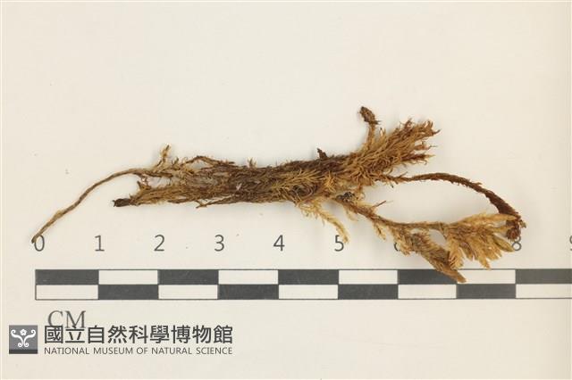 登錄號:B00013397藏品圖，第1張