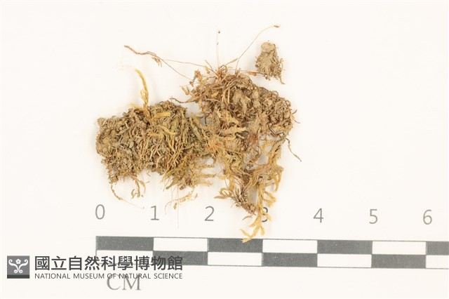 真蘚藏品圖，第1張