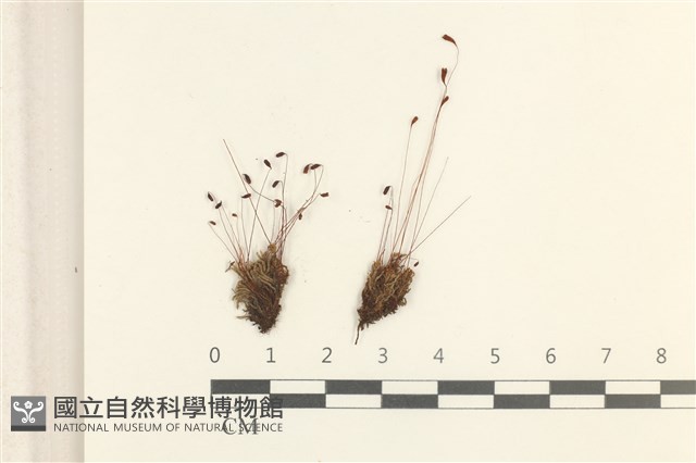 真蘚藏品圖，第1張