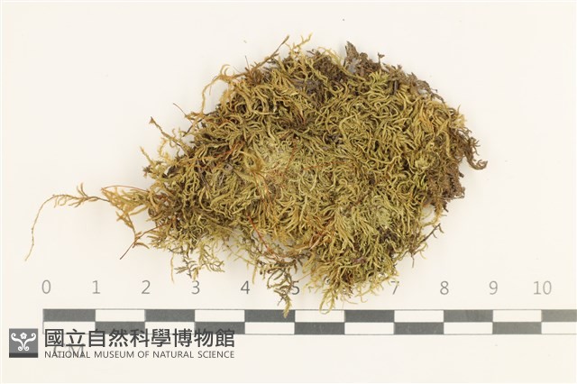 小青蘚藏品圖，第1張