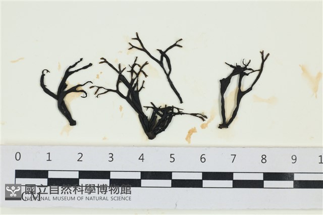 石牙藻, 石牙菜, 鐵釘菜藏品圖，第1張