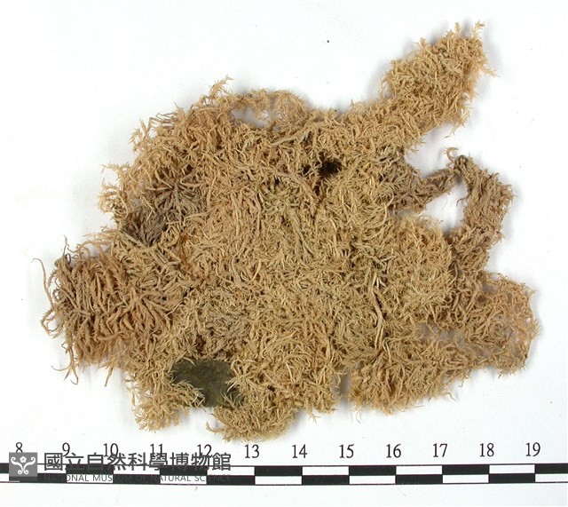 登錄號:B00003647藏品圖，第1張
