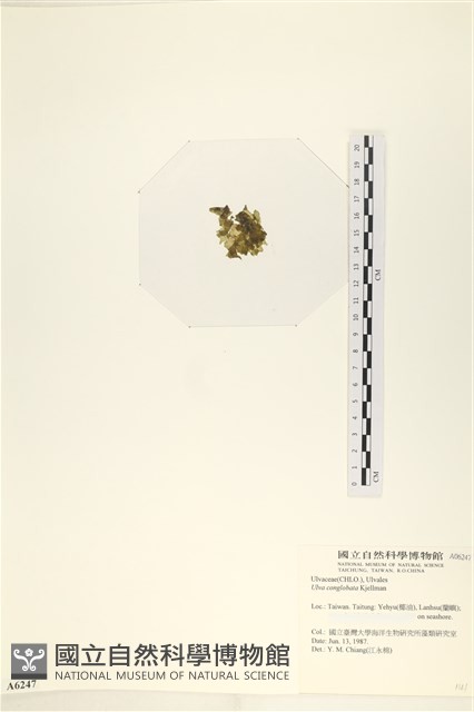 茶花石蓴, 牡丹菜藏品圖，第3張