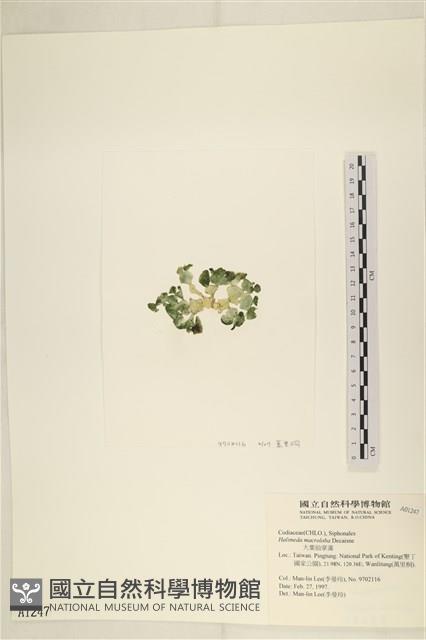 大葉海仙人掌, 大葉仙掌藻藏品圖，第3張