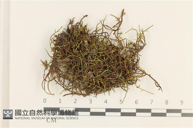 登錄號:B00008047藏品圖，第1張