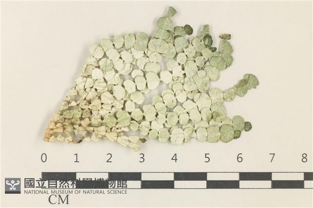 盤狀仙掌藻藏品圖，第1張