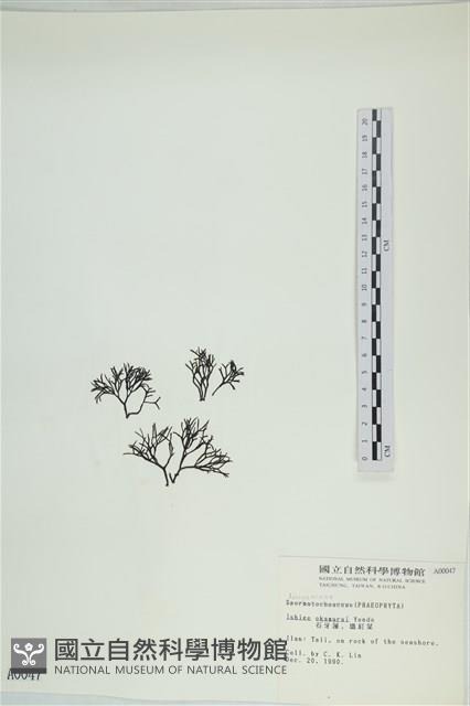 石牙藻, 石牙菜, 鐵釘菜藏品圖，第3張