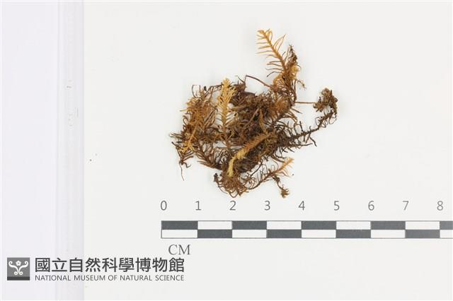 山羽蘚藏品圖，第1張