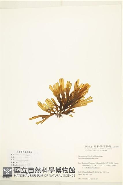 厚緣藻藏品圖，第3張