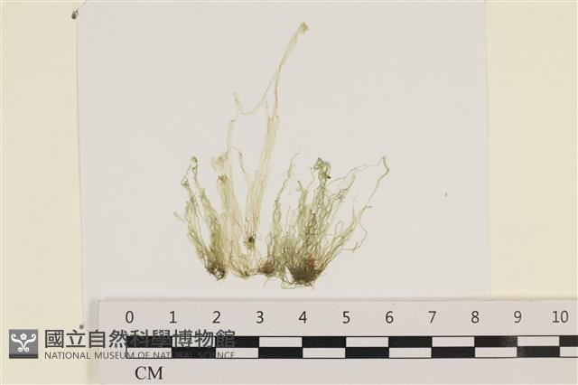 腸滸苔, 河石髮藏品圖，第1張