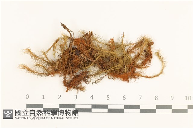 挪威珠蘚藏品圖，第1張