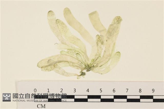 曲玉藻, 香蕉菜, 玉茄藻藏品圖，第1張