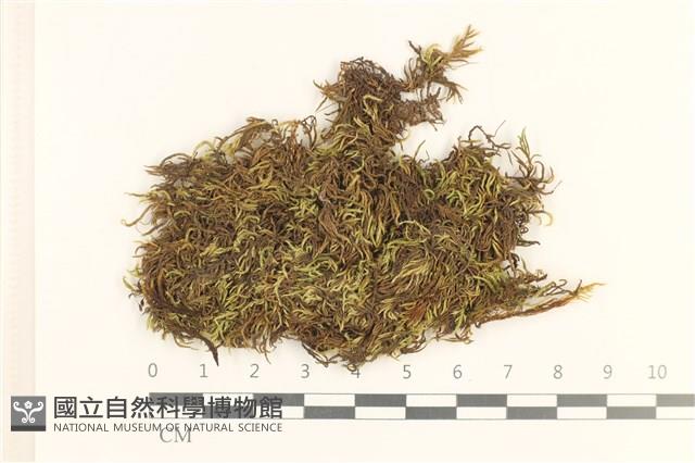 登錄號:B00015547藏品圖，第1張