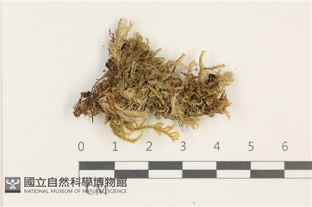 鞭苔,三裂鞭苔藏品圖，第1張