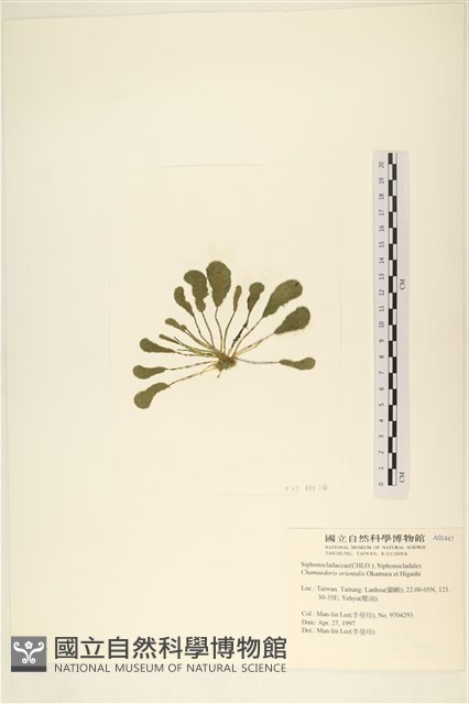 登錄號:A00001447藏品圖，第3張