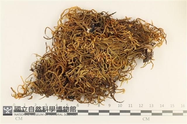 館號:B00000447藏品圖，第1張