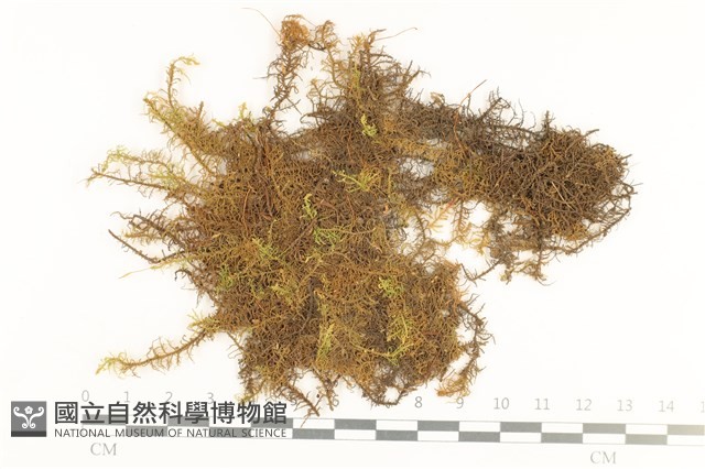 毛羽蘚藏品圖，第1張
