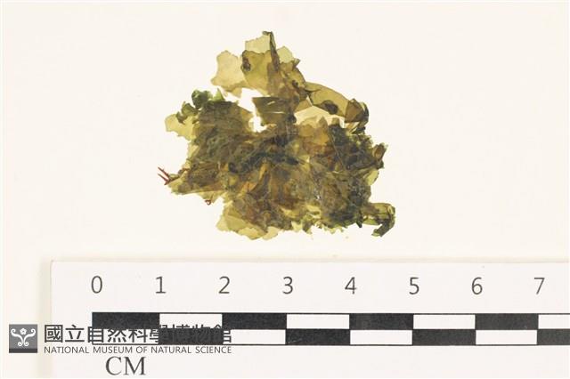 茶花石蓴, 牡丹菜藏品圖，第1張