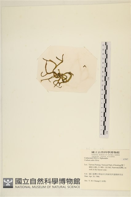 登錄號:A00007947藏品圖，第3張